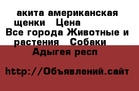 акита американская.щенки › Цена ­ 75 000 - Все города Животные и растения » Собаки   . Адыгея респ.